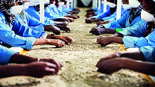 Arbeiter in blauen Uniformen und mit Gesichtsmasken sitzen auf beiden Seiten eines langen Tisches und sortieren in einer Fabrik grüne Kaffeebohnen von Hand.