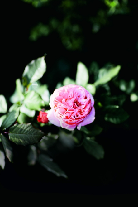 Eine Nahaufnahme einer blühenden rosa Rose mit gekräuselten Blütenblättern, umgeben von grünen Blättern, vor einem dunklen, unscharfen Hintergrund.
