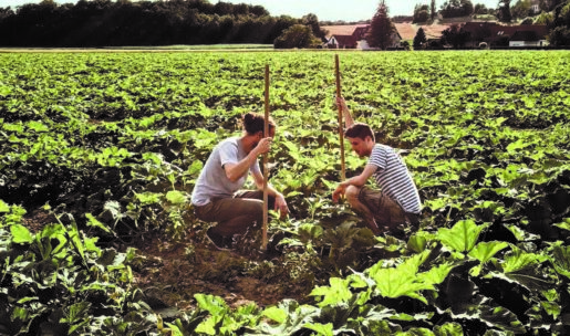 Zwei Menschen kauern in einem üppigen grünen Feld, jeder hält einen Holzstock, umgeben von dichten Pflanzen. In der Ferne sind Bäume und Häuser unter einem klaren Himmel zu sehen.