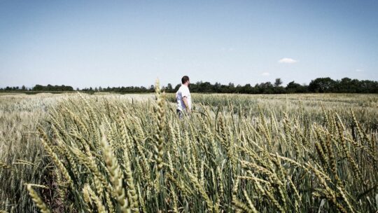 Eine Person, die inmitten eines Weizenfeldes unter einem klaren blauen Himmel steht, mit Grün und Bäumen am Horizont im Hintergrund.
