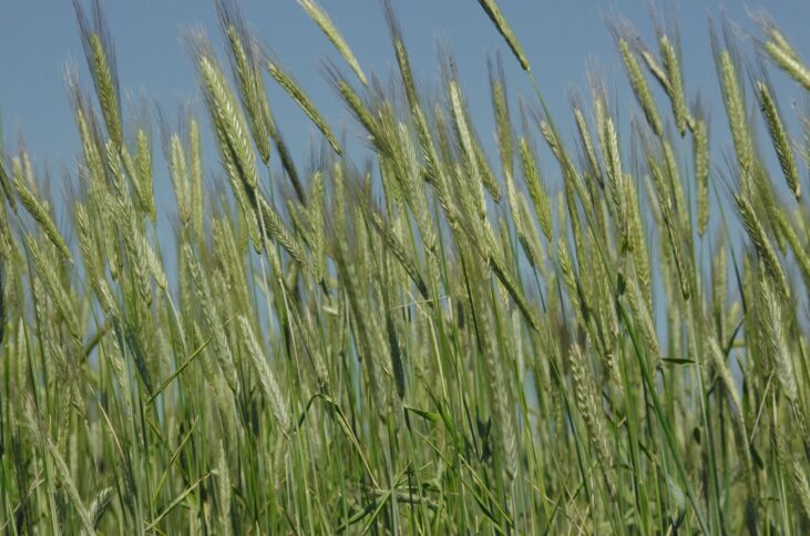 Hohe grüne Weizenhalme, die sich im Wind wiegen, unter einem klaren blauen Himmel, aufgenommen aus einem niedrigen Winkel, der die reifenden Getreideköpfe und die schlanken Blätter hervorhebt.