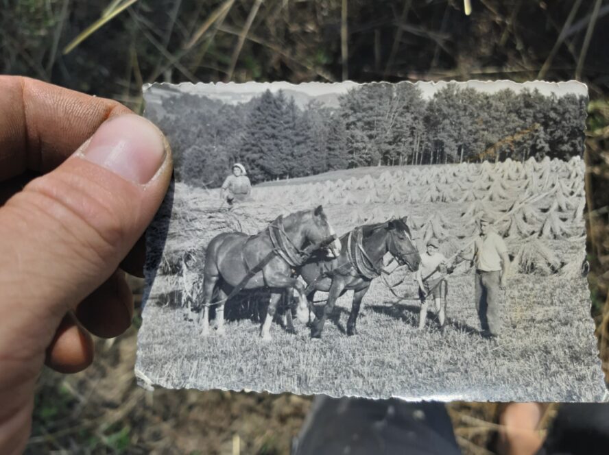 Eine Hand hält ein Schwarz-Weiß-Foto, das zwei Pferde zeigt, die vor landwirtschaftliche Geräte gespannt sind, und zwei Menschen, die neben ihnen auf einem abgeernteten Feld stehen, umgeben von Heustapeln und Bäumen im Hintergrund.