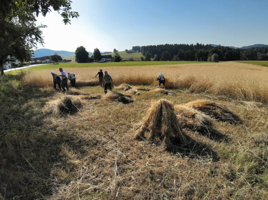 Eine Gruppe von Menschen erntet Weizen auf einem Feld unter klarem, blauem Himmel. Die geschnittenen Weizenbündel sind auf dem Boden gestapelt, und im Hintergrund sind Bäume und entfernte Häuser zu sehen.