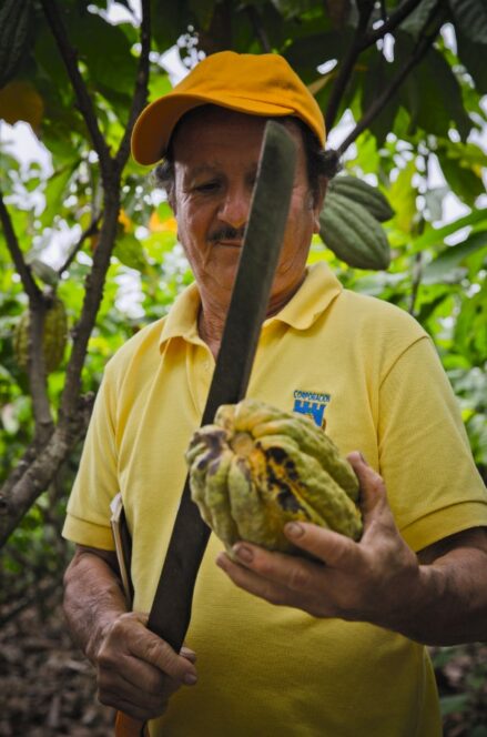 Ein Mann in gelbem Hemd und Mütze hält eine Machete in der Hand und untersucht eine reife Kakaoschote in einer üppigen, grünen Plantage.