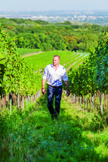 Ein Mann in einem weißen Hemd und einer dunklen Hose geht an einem sonnigen Tag durch Reihen grüner Weinreben in einem Weinberg, mit Bäumen und einer entfernten Stadtlandschaft im Hintergrund.