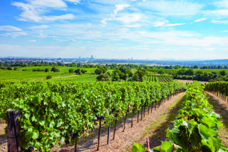 Unter einem strahlend blauen Himmel mit vereinzelten Wolken erstrecken sich Reihen grüner Weinreben über einen Weinberg, und am Horizont ist in der Ferne die Skyline einer Stadt zu erkennen.