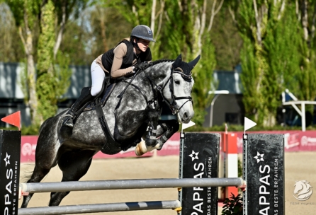 Ein Reiter mit Helm und Weste springt mit einem Schimmel über ein Hindernis bei einem Reitturnier im Freien. Im Hintergrund sind üppige grüne Bäume und rote Fahnen zu sehen.