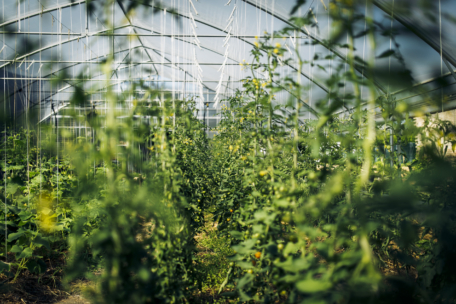 Innenraum eines Gewächshauses mit Reihen hoher, belaubter Pflanzen auf beiden Seiten, die von Schnüren getragen werden, die von der Deckenstruktur herabhängen. Das Sonnenlicht fällt durch das Glas und beleuchtet das dichte grüne Blattwerk.