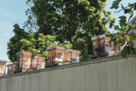 Mehrere hölzerne Bienenstöcke sind auf einem Dach aufgestellt, umgeben von grünen Bäumen und blauem Himmel im Hintergrund. Die Bienenstöcke sind mit Gurten gesichert und stehen auf Holzpaletten.