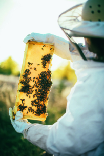 Ein Imker in Schutzkleidung hält draußen im Sonnenlicht einen mit Bienen besetzten Wabenrahmen vor einem unscharfen natürlichen Hintergrund.