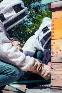 Zwei Personen in Imkerschutzanzügen inspizieren einen hölzernen Bienenstock im Freien, während im Hintergrund Bäume zu sehen sind und Bienen in der Nähe fliegen.