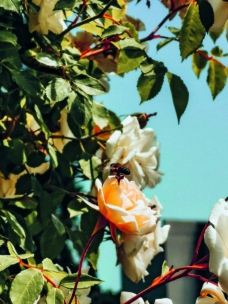 Eine Biene sitzt auf einer pfirsichfarbenen Rose, umgeben von grünen Blättern und weißen Rosen, mit einem klaren blauen Himmel im Hintergrund.