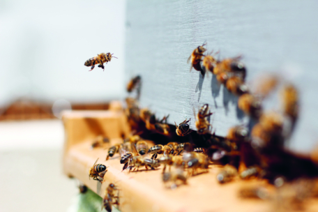 Eine Gruppe von Bienen versammelt sich um den Eingang eines Bienenstocks, wobei sich eine Biene in der Luft dem Bienenstock nähert, vor einem unscharfen Hintergrund.