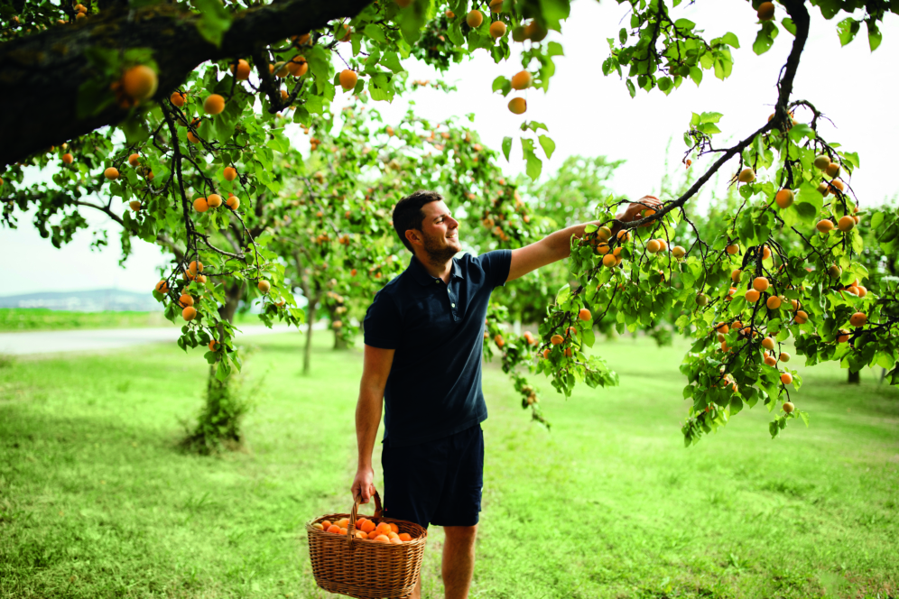 Ein Mann in schwarzem Hemd und kurzen Hosen steht in einem Obstgarten, hält einen Korb mit Aprikosen in der Hand und streckt die Hand aus, um an einem sonnigen Tag Früchte von einem Baum zu pflücken.