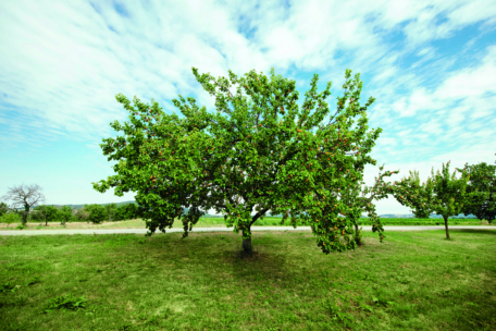 Ein üppig grüner Baum steht allein auf einem grasbewachsenen Feld unter einem teilweise bewölkten Himmel, mit einer Straße und weiteren Bäumen im Hintergrund.