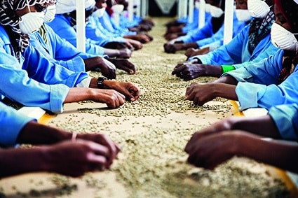 Arbeiter in blauen Uniformen und mit Gesichtsmasken sortieren die Kaffeebohnen von Hand auf einem langen Tisch, der in zwei Reihen einander gegenübersteht.