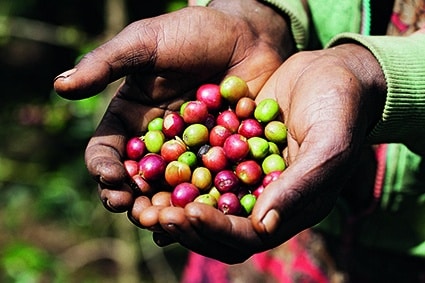 Eine Nahaufnahme von zwei schalenförmigen Händen, die eine Mischung aus roten und grünen Kaffeekirschen im Freien halten, mit unscharfem Grün im Hintergrund.