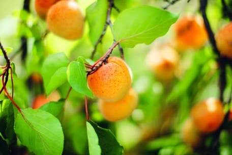 Eine Nahaufnahme von reifen Aprikosen, die an den Zweigen eines Baumes hängen, umgeben von leuchtend grünen Blättern und sanftem Sonnenlicht, das die Früchte beleuchtet.