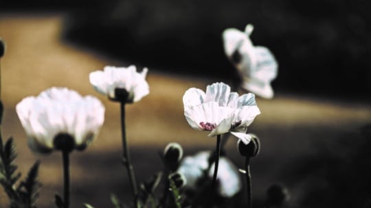 Nahaufnahme von weißen Mohnblumen mit zarten Blütenblättern und dunkler Mitte, sanft beleuchtet vor einem unscharfen, dunklen Hintergrund. Im Vordergrund sind einige Blütenknospen zu sehen.