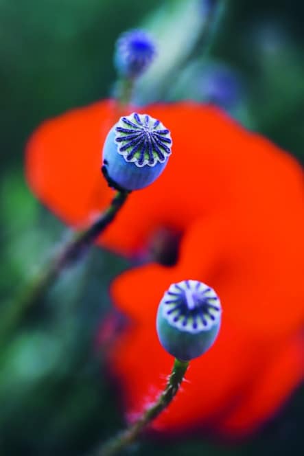 Nahaufnahme von zwei Mohnsamenschoten in scharfer Schärfe, mit einer unscharfen leuchtend roten Mohnblume und grünem Hintergrund, wodurch ein lebhafter und farbenfroher Kontrast entsteht.