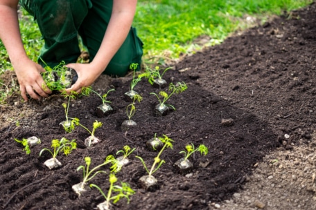 Eine Person pflanzt junge Setzlinge in dunkler Erde auf einem Gartenbeet mit Reihen von kleinen grünen Pflanzen. Man sieht die Hände und Arme der Person, die eine grüne Hose trägt. Im Hintergrund ist Gras zu sehen.