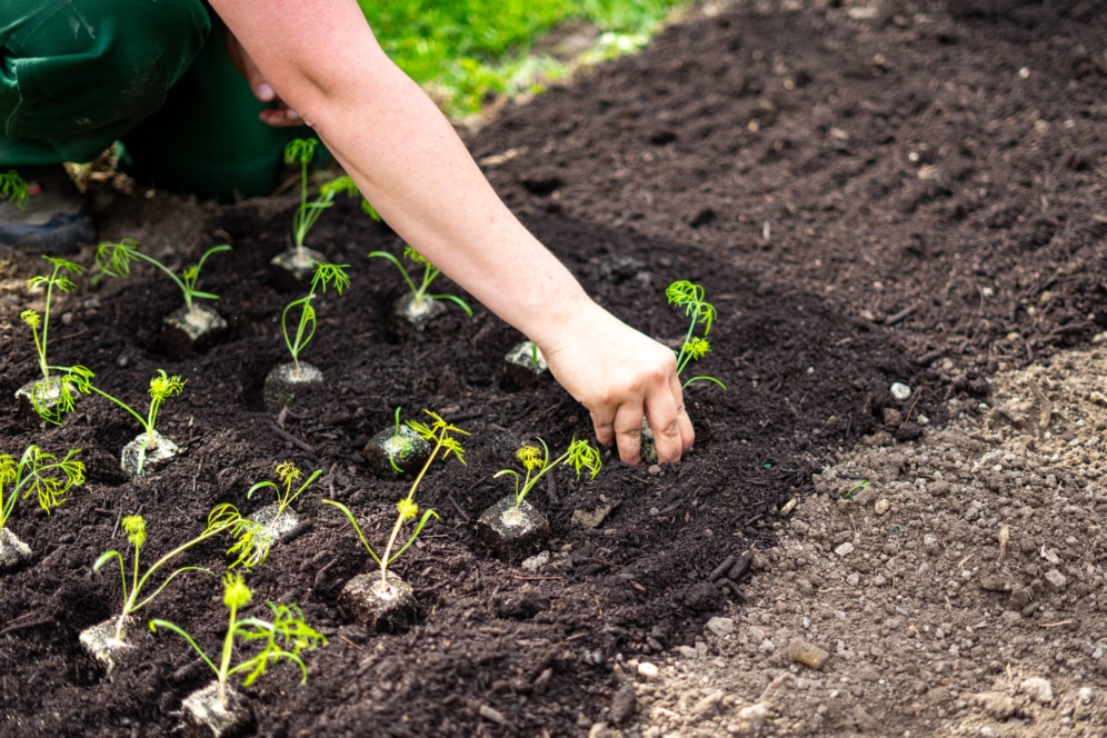 Eine Person pflanzt mit der Hand junge Setzlinge mit Erde um ihre Wurzeln herum in ordentlich verteilten Reihen in ein Gartenbeet. Die Gartenerde sieht dunkel und frisch zubereitet aus.