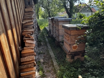 Die hölzernen Bienenstöcke stehen auf erhöhten Plattformen neben einem Brennholzstapel in einem begrünten Garten, in dem das Sonnenlicht durch die Bäume fällt.