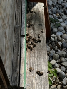 Bienen sammeln sich und krabbeln am Eingang eines hölzernen Bienenstocks im Sonnenlicht, auf dem Boden neben dem Bienenstock sind Felsen und grüne Pflanzen zu sehen.