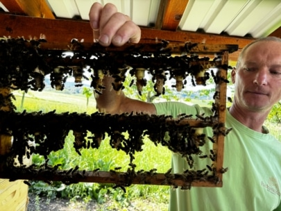 Eine Person hält einen Holzrahmen hoch, der mit Bienen, wahrscheinlich aus einem Bienenstock, bedeckt ist, während sie im Freien unter einem Dach mit grünen Feldern im Hintergrund steht.