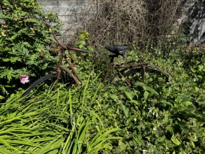 Ein rostiges, altes Fahrrad ist in einem sonnenbeschienenen, vernachlässigten Garten mit einem Holzzaun und verworrenen, trockenen Weinstöcken im Hintergrund teilweise verdeckt und von dichten grünen Pflanzen und Unkraut überwuchert.