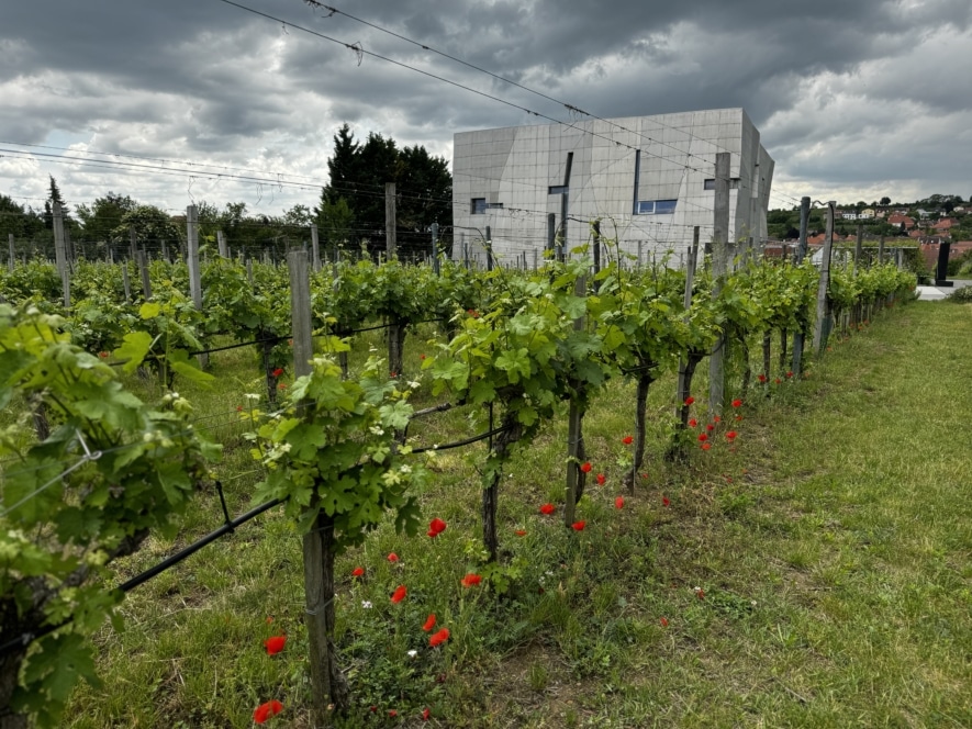 Vor einem wolkenverhangenen Himmel stehen Reihen von Weinstöcken mit roten Blüten am Fuß, im Hintergrund ein modernes weißes Gebäude und eine Andeutung einer entfernten Stadt.