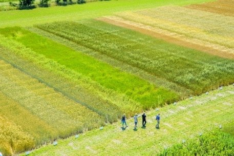 Luftaufnahme von vier Personen, die neben rechteckigen Parzellen mit Pflanzen in verschiedenen Farben und Wachstumsstadien auf einem großen, organisierten landwirtschaftlichen Feld spazieren gehen.