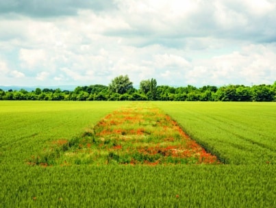 Ein üppiges grünes Feld mit einem dreieckigen Fleck aus Wildblumen und rotem Mohn in der Mitte, umrahmt von Bäumen und unter einem teilweise bewölkten Himmel.