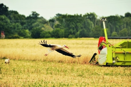 Ein Storch mit ausgebreiteten Flügeln fliegt tief über ein goldenes Feld in der Nähe eines grün-roten Mähdreschers, mit Bäumen und Stromleitungen im Hintergrund.