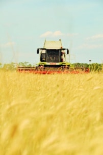 Ein Mähdrescher fährt durch ein goldenes Weizenfeld unter blauem Himmel, teilweise verdeckt durch hohe Getreidehalme im Vordergrund.