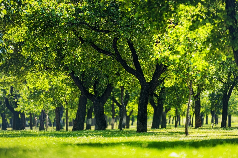 Das Sonnenlicht fällt durch die üppig grünen Blätter der zahlreichen Bäume in einem grasbewachsenen Park, wirft Schatten auf den Boden und schafft eine friedliche, lebendige Naturszene.