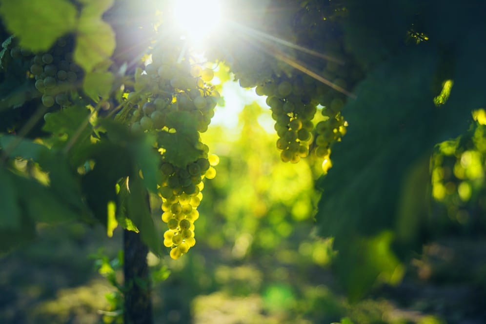Das Sonnenlicht scheint durch die grünen Weinstöcke und beleuchtet die an der Pflanze hängenden Trauben, die von üppigen grünen Blättern in einem Weinberg umgeben sind.