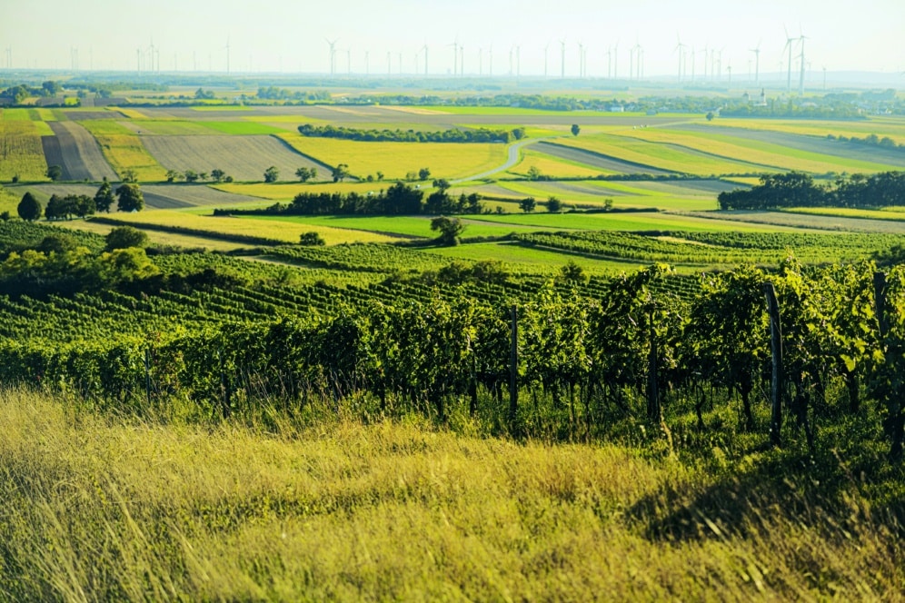 Eine malerische Aussicht auf grüne Weinberge und Felder, die sich über sanfte Hügel erstrecken, mit Windturbinen, die am fernen Horizont unter einem klaren Himmel zu sehen sind.