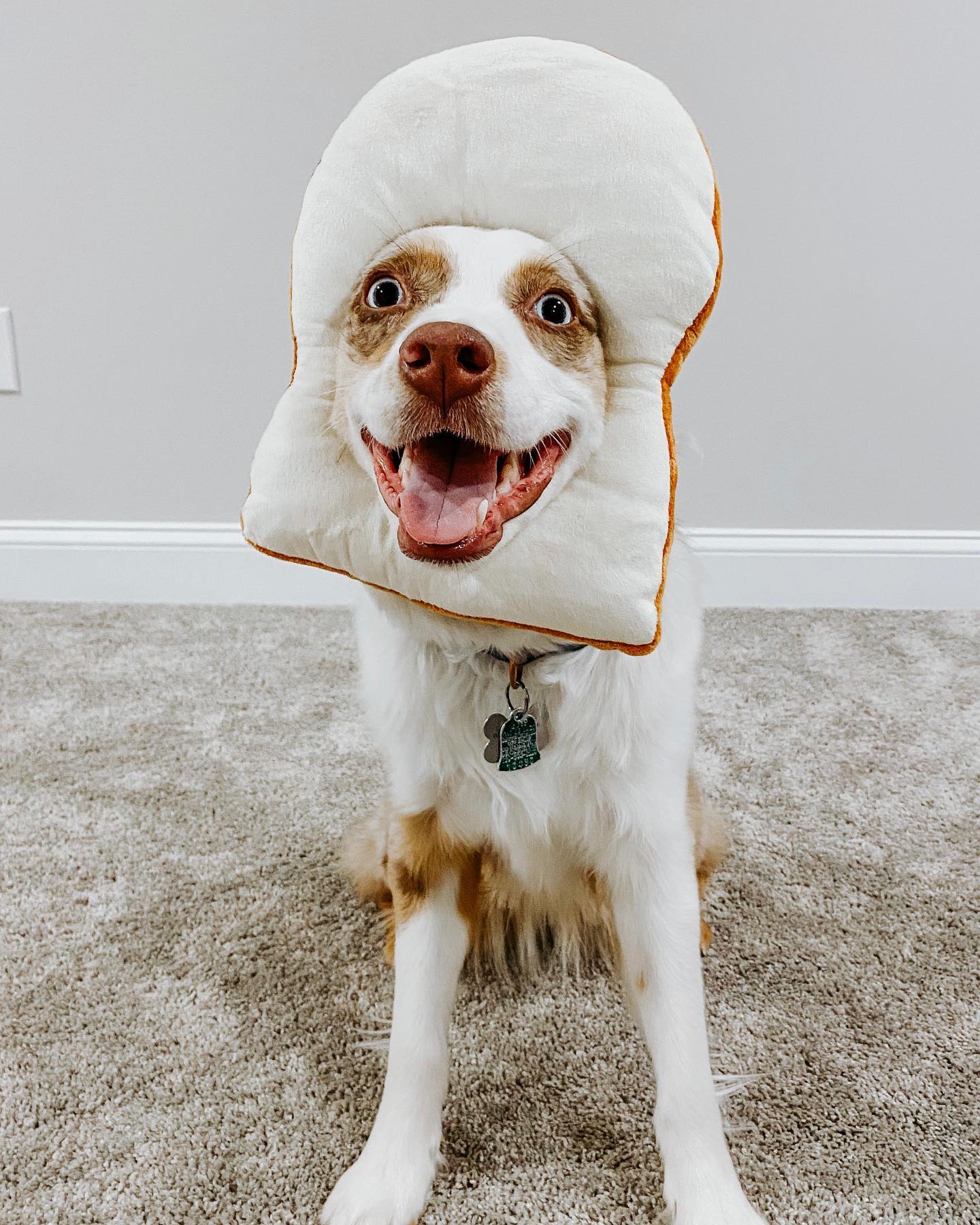 Ein glücklicher Hund sitzt auf einem Teppichboden und trägt eine plüschige brotförmige Mütze auf dem Kopf. Der Hund schaut mit freudig geöffnetem Maul in die Kamera.