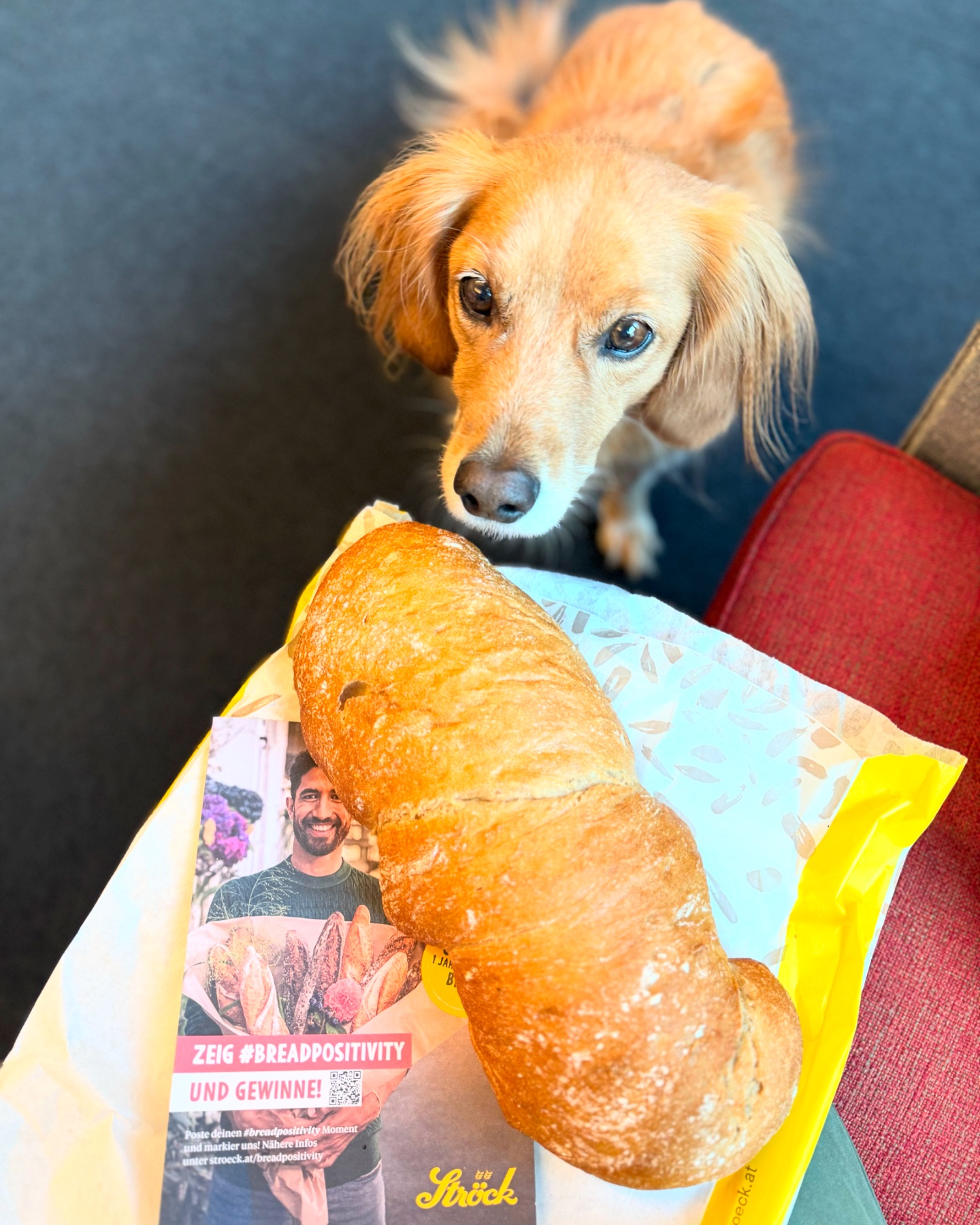 Ein brauner Hund blickt auf einen großen Laib Brot auf einer gelben Papiertüte, neben einem Flugblatt, das einen lächelnden Mann mit Brot und dem Text ZEIG #BREADPOSITIVITY UND GEWINNE! zeigt.