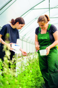 Zwei Personen in Arbeitskleidung stehen in einem Gewächshaus und untersuchen und pflegen Grünpflanzen, jede hält einen weißen Behälter, umgeben von üppiger Vegetation unter einem gewölbten transparenten Dach.
