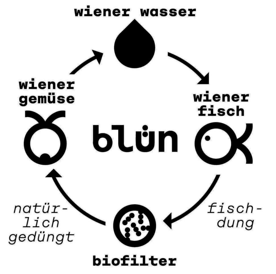 Ein Kreislaufdiagramm, das den Wasserkreislauf für blün zeigt: wiener wasser fließt zu wiener fisch, dann fischdung zu Biofilter, dann natürlich gedüngt zu wiener gemüse und zurück zu Wasser.