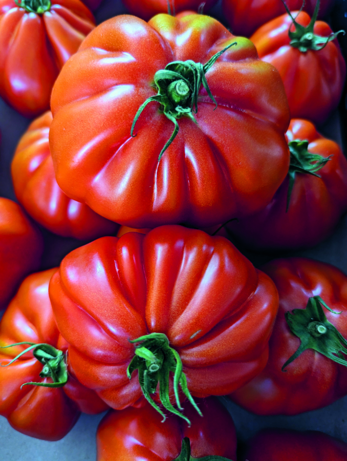 Eine Nahaufnahme mehrerer großer, reifer, roter Strauchtomaten mit tiefen Rillen und grünen Stielen, die dicht beieinander liegen.