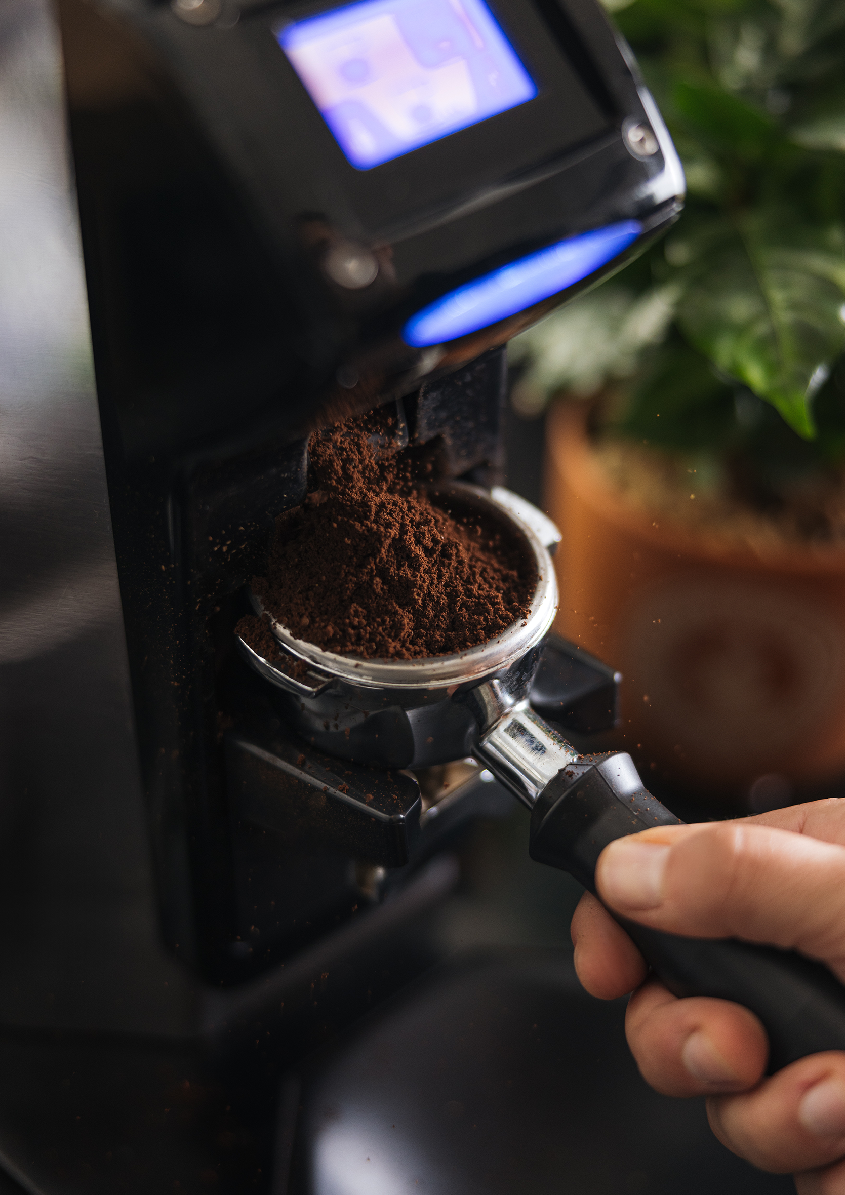 Eine Hand hält einen Siebträger unter einer Espressomühle, während frisches Kaffeepulver in den Siebträger gefüllt wird.