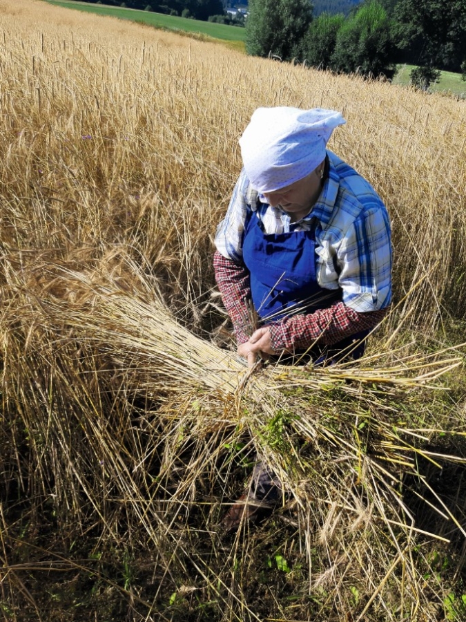 Eine Person, die ein weißes Kopftuch, ein kariertes Hemd und eine blaue Schürze trägt, erntet mit der Hand hohen, goldenen Weizen auf einem Feld, umgeben von dichtem Getreide und Grün im Hintergrund.