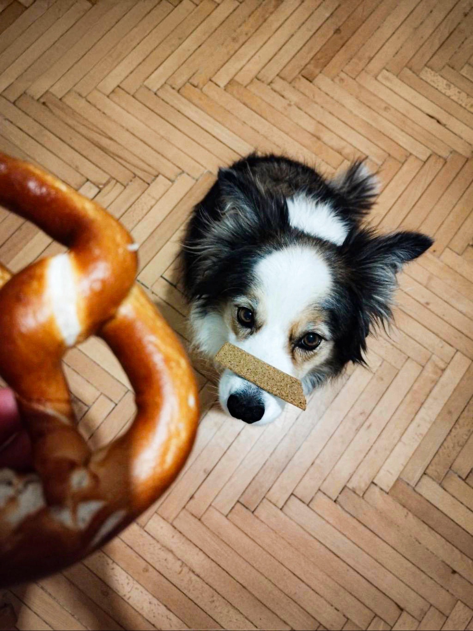 Ein Hund mit weißem und braunem Fell balanciert ein Leckerli auf seiner Nase, während er zu einer Person aufschaut, die eine weiche Brezel auf einem Holzparkett hält.